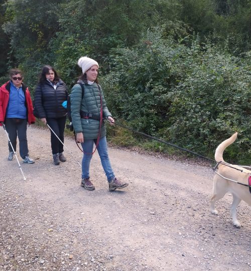 A l'imatge es veu un grup de quatre persones cegues, una d'elles amb gos pigall i dues altres amb bastons, caminant per una pista forestal.